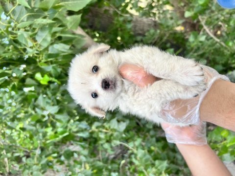 Terrier yavrularımız bursa türkiye tüm iller