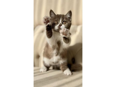 Cinnamon bicolor dişi british shorthair