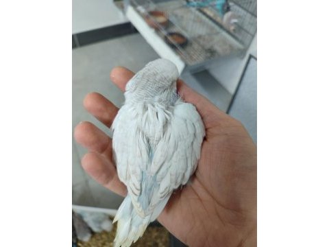 Yavru show muhabbet kuşları