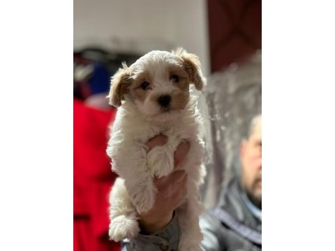 Maltipoo bebişlerimiz