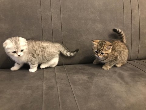 2 aylık scottish fold yavrularım