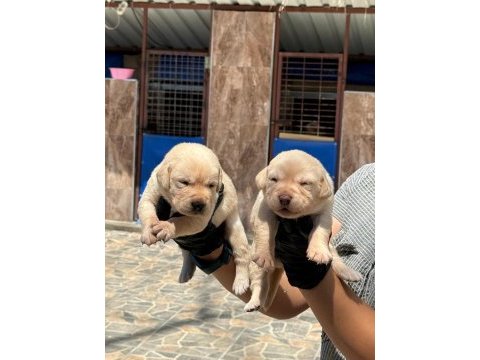 Labrador yavrusu köpekler