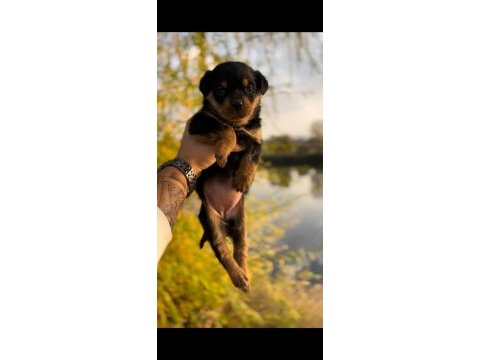 Maca koca kafa kusursuz güzellikte rottweiler yavrular