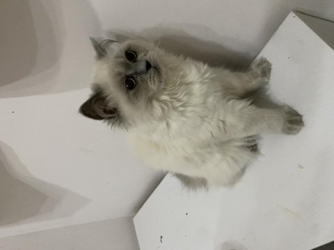 Ücretsiz british longhair