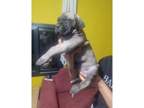 Safkan italyan fawn dişi cane corso