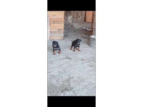 Doberman yavrularımız hazır
