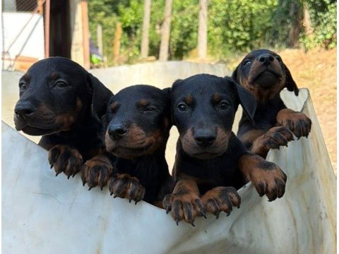 Aşılı ve estetikli yavru heykel doberman köpekler