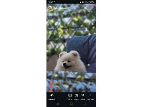 Minyatür pomeranian boo erkek 1 yaş boy 25 cm