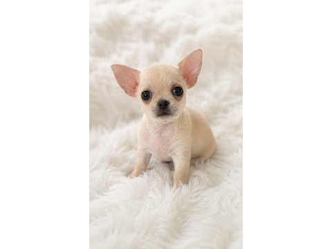 Cep boy wc eğitimli chihuahua