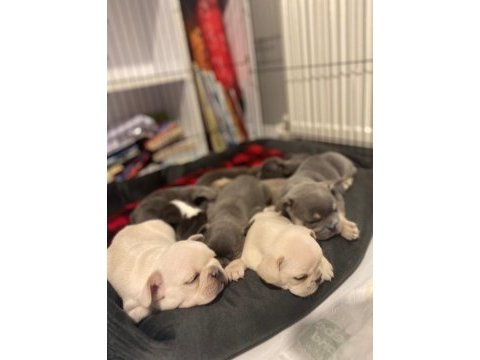 Balıkesir kaliteli french bulldog yavrular