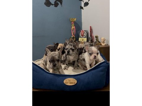Safkan egzotik french bulldog yavrularımız 45 günlük