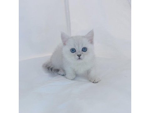 British shorthair yavruları