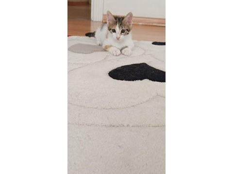 Kedimizi kim sahiplenmek ister