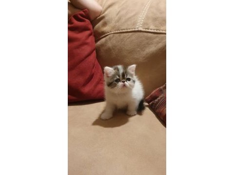 Exotic shorthair minnoşlar