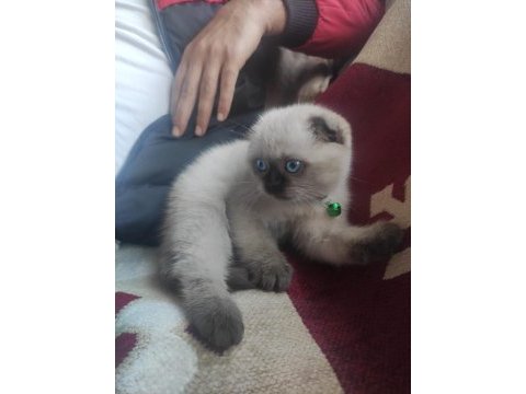 Yavru üç aylık scottish fold