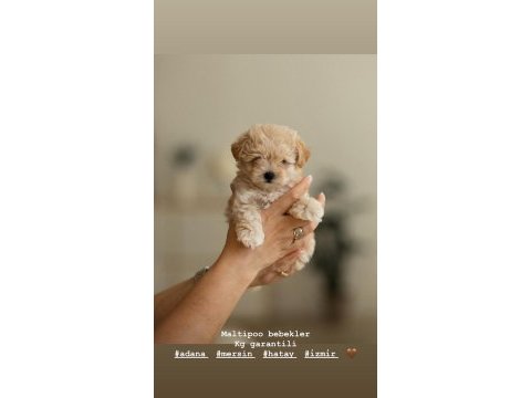 Korean maltipoo yavru
