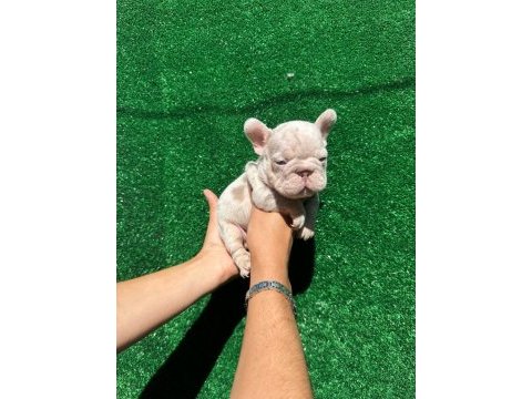 Rope french bulldog