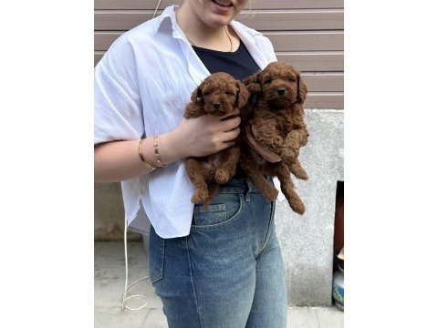 Show güzellikte toy poodle bebekler