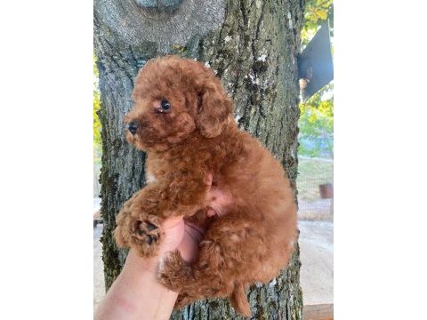 Toy poodle yavru
