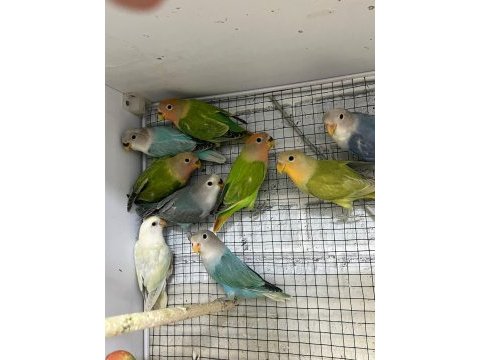 Ele alıştırmalık bebek sevda papağanları