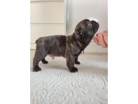 French bulldog yavru