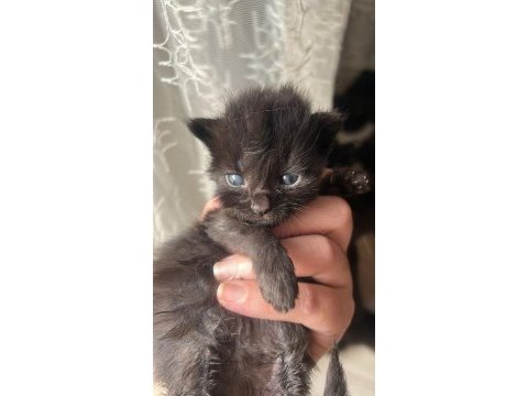 Maine coon yavru kediler