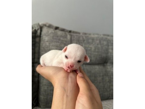 Chihuahua beyaz yavrular