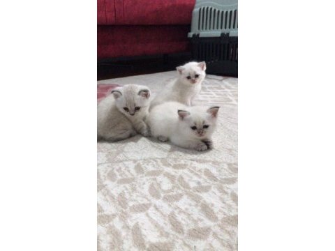 İki dişi ve bir erkek silver point british shorthair