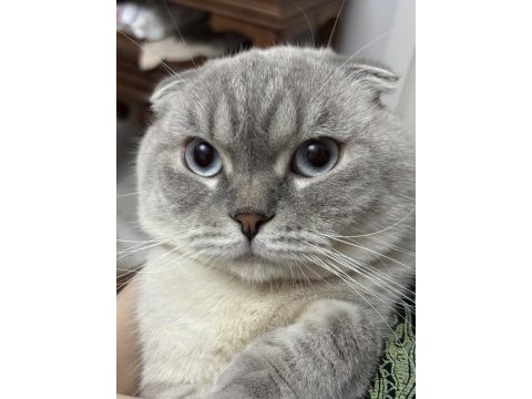 Scottish fold yakışıklıya sıcak yuva aranıyor