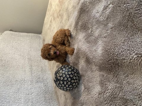 Dişi toy poodle