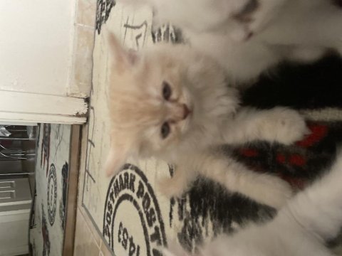 1.3 aylık chinchilla kedisi yavruları