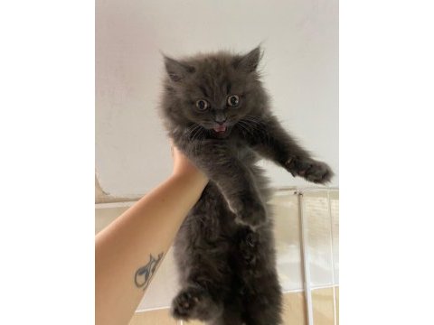Eğitimli erkek british longhair yavrumuz