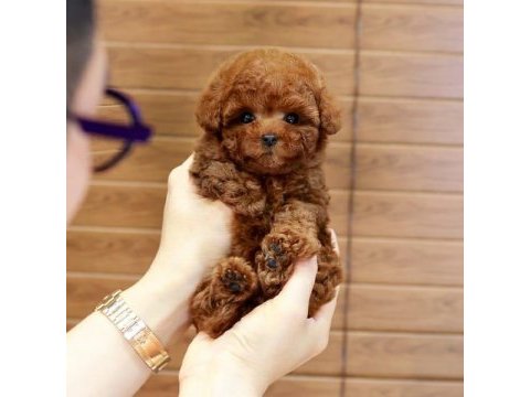 Kapıda ödemeli toy poodle bebeklerim