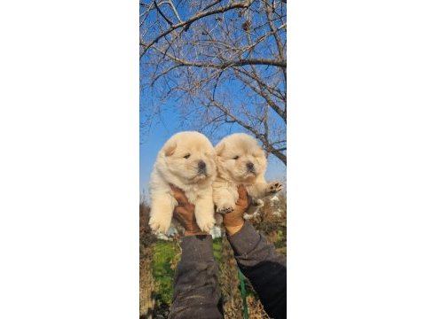 Siyah ve krem çin aslanı yavrularımız