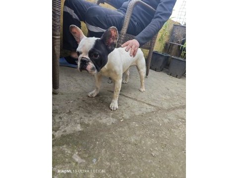 Dişi bir yaşında french bulldog yeni yuvasını aramakta