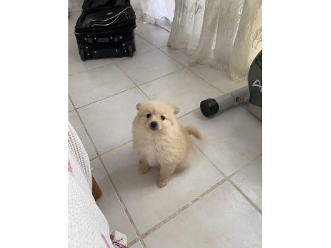 Erkek pomeranian bebek