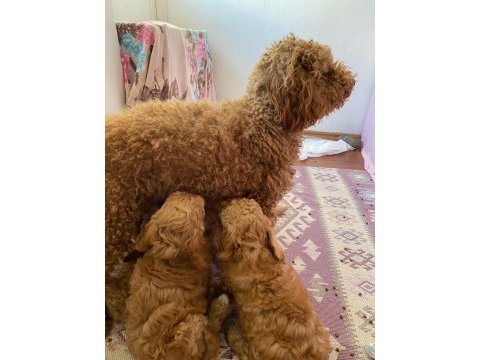 Red brown toy poodle yavru