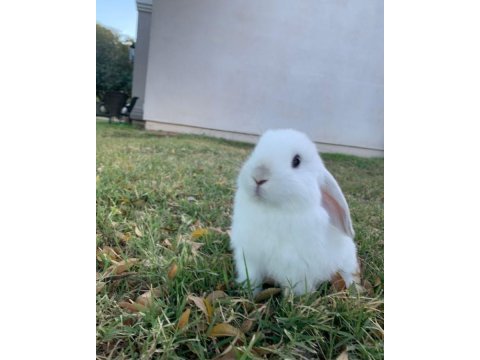 Lop tavşanlar gün içi gönderim mevcut