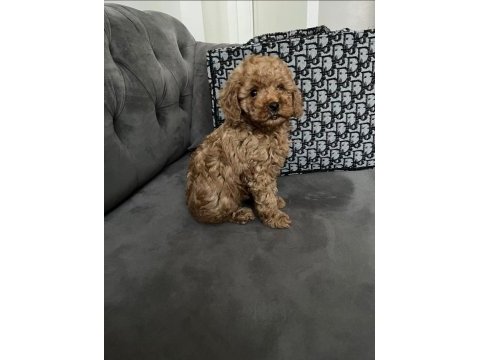 2 aylık red toy poodle