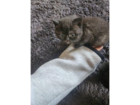 Tüy yumağı scottish fold bebeklere yuva