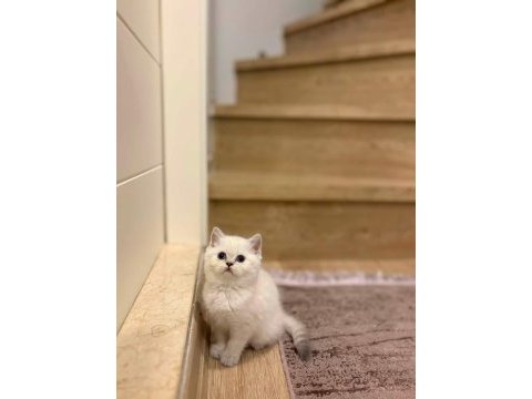 Brıtısh shorthair sılver yavrularım 
