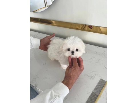 Korenin güzeli mikro boy maltese lily