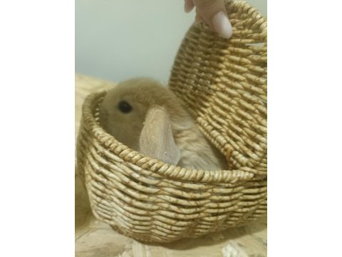 Mini lop tavşanı bebekler