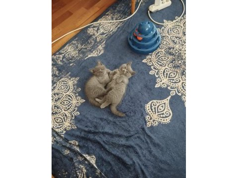 Saf kan british shorthair