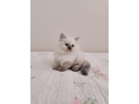 Saf kan british longhair