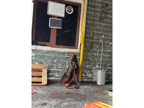 Acil sahiplendirme doberman 5 aylık