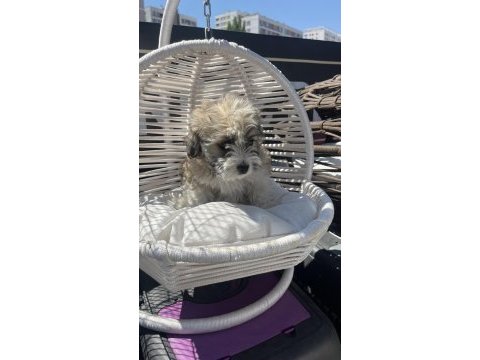 Bebek terrier köpeği