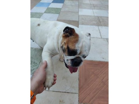 Dişi bulldog 2 yaşında ulaşın bana çok akıllı