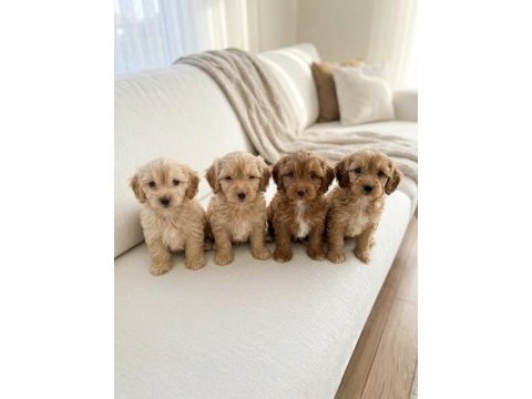 Çocuk ve oyun delisi maltipoo yavrular