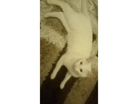 Yakışıklı kedimiz pati sahiplendiriyorum